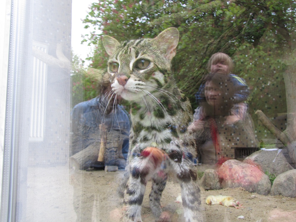 Auch kleine Wildkatzen sind Raubtiere