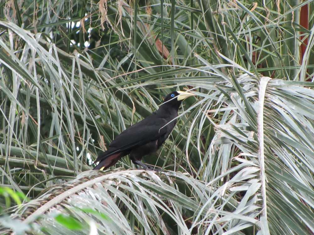 Schon einmal einen schwarzen Vogel mit blauen Augen gesehen?