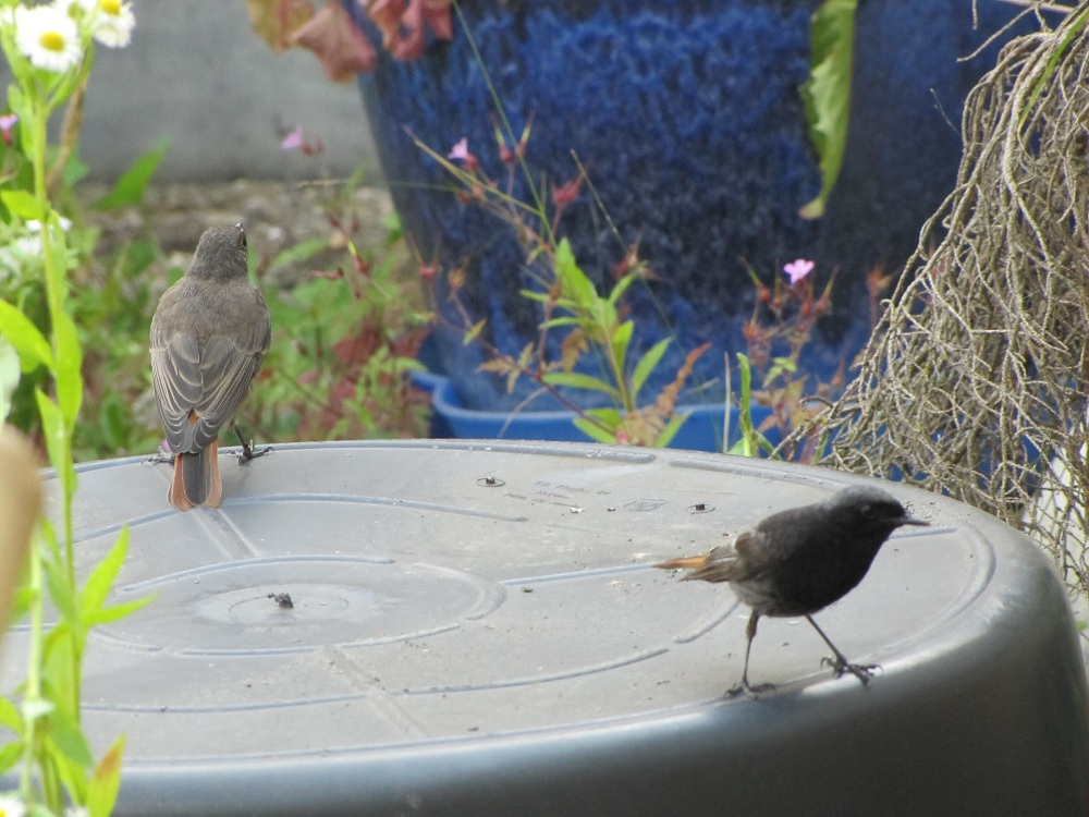 Eine Vogelfamilie zu Besuch auf der Dachterasse