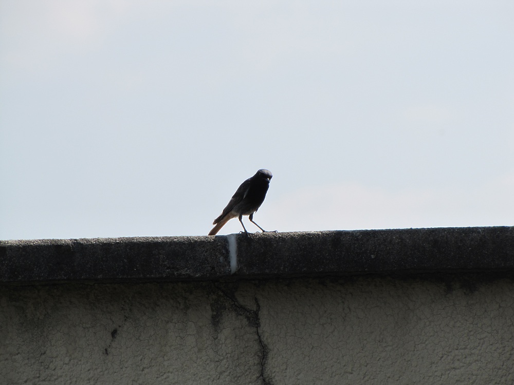 Eine Vogelfamilie zu Besuch auf der Dachterasse