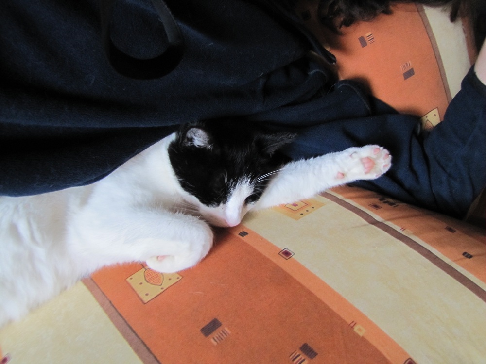Schwarz-Weiße Katzen habe ich mein ganzes Leben immer wieder gehabt.